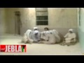 فيديو كليب الله ياني ولهان - عبد الكريم عبد القادر