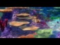 فيديو كليب في البحر سمكه - إيمان البحر درويش